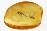 Fossil Winged Ant (Formicidae) In Baltic Amber #315325-1